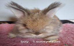 Angora rabbits for sale: Baby Angoras ready to reserve  - Image 3