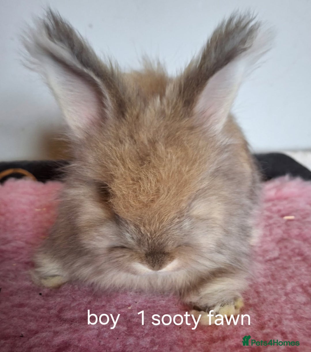 Angora rabbits for sale: Baby Angoras ready to reserve  - Image 3