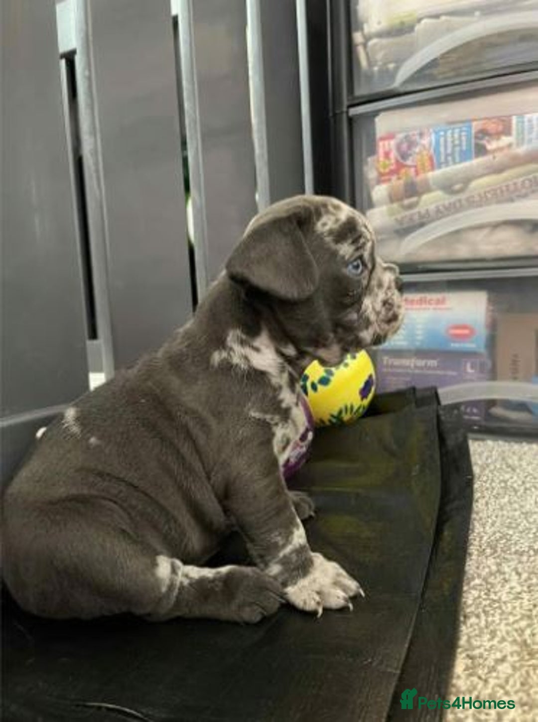 French Bulldog dogs for sale: French Bulldog Puppies for sale - Advert 3