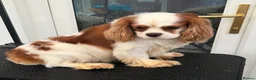 Cavalier King Charles Spaniel dogs for stud: Proven stud KC cavalier King Charles  - Advert 2