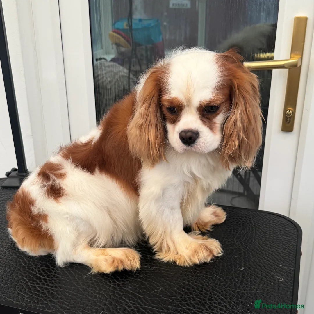 Cavalier King Charles Spaniel dogs for stud: Proven stud KC cavalier King Charles  - Advert 2