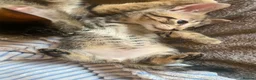Mixed Breed cats for sale: Beautiful kittens  - Advert 4