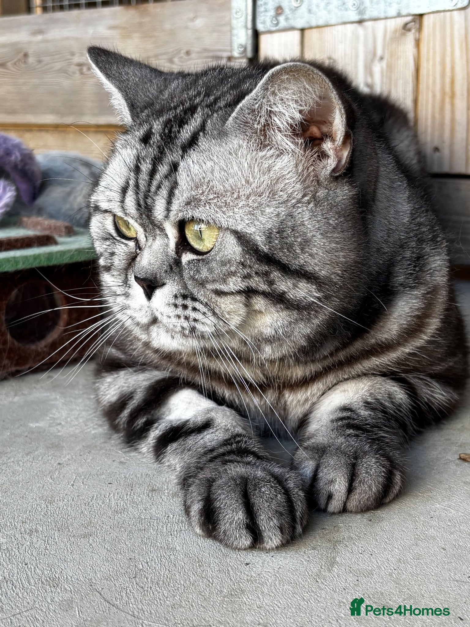 British Shorthair cats 💙 RETIRED PEDIGREE CHUNKY SILVER TABBY BSH BOY 💙 - Advert 1