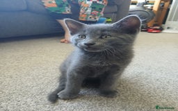 Mixed Breed cats for sale: Kittens  - Image 20