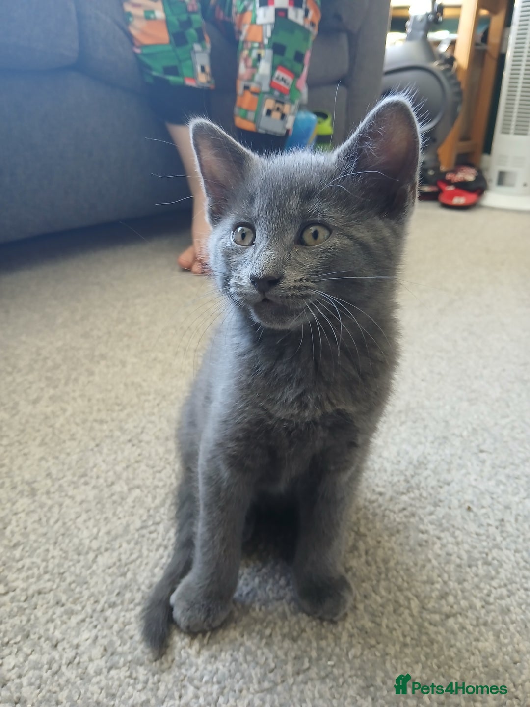 Mixed Breed cats for sale: Kittens  - Image 20