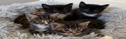 Mixed Breed cats for sale: Maine Coon X - Advert 4