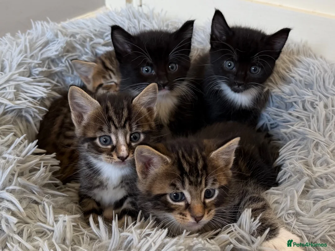 Mixed Breed cats for sale: Maine Coon X - Advert 4