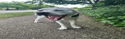 Labrador Retriever dogs for sale: Gorgeous Labrador - Advert 6