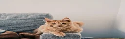 Maine Coon cats for sale: Cat for sale - Advert 1