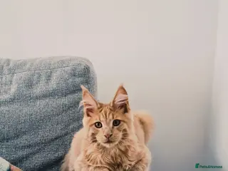 Maine Coon cats Cat for sale - Advert 3