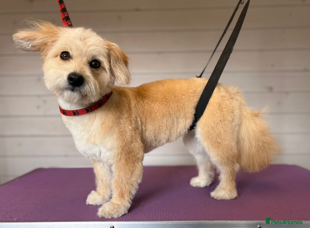 Mixed Breed dogs for sale: Pomapoo & Jackaranian Cross Puppies Ready Soon  - Image 7