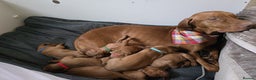 Hungarian Vizsla dogs for sale: Hungarian Vizsla Puppies – Ready Soon! - Advert 11