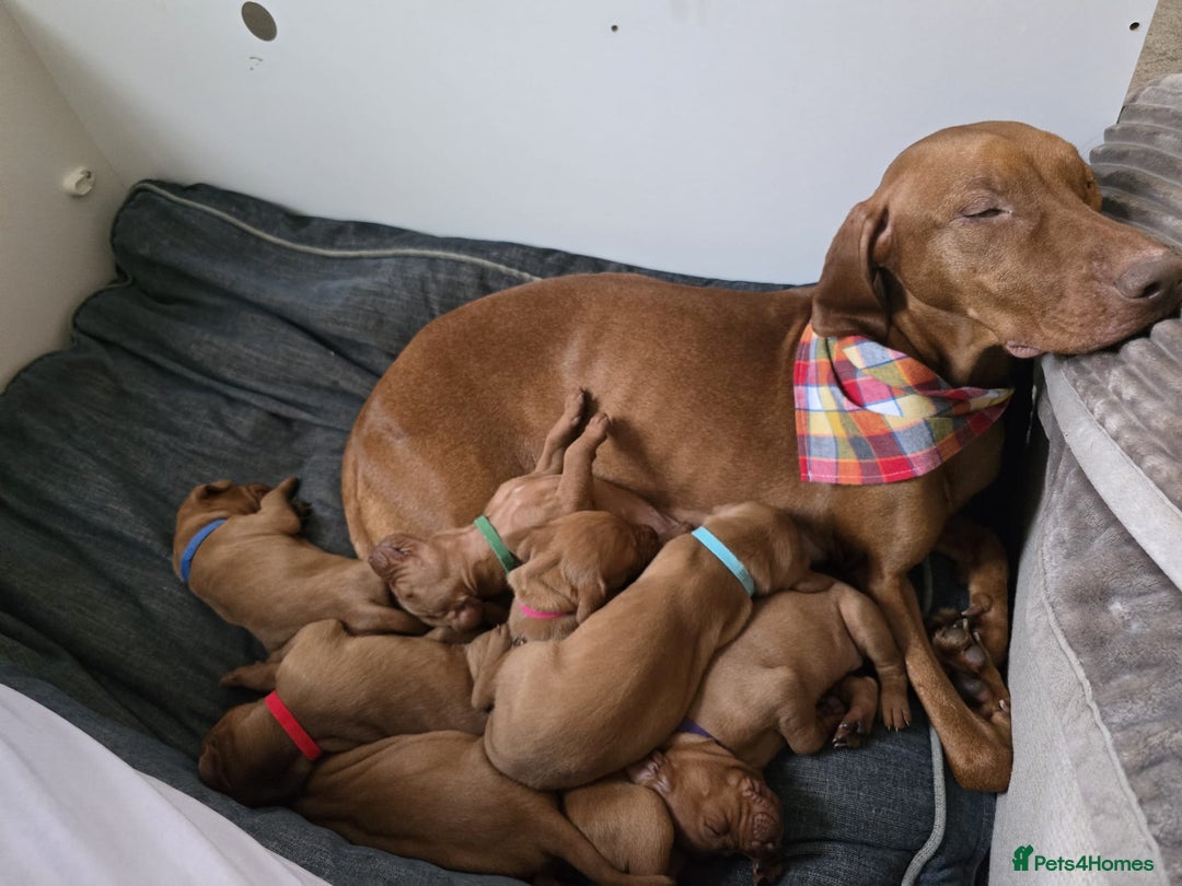Hungarian Vizsla dogs for sale: Hungarian Vizsla Puppies – Ready Soon! - Advert 11