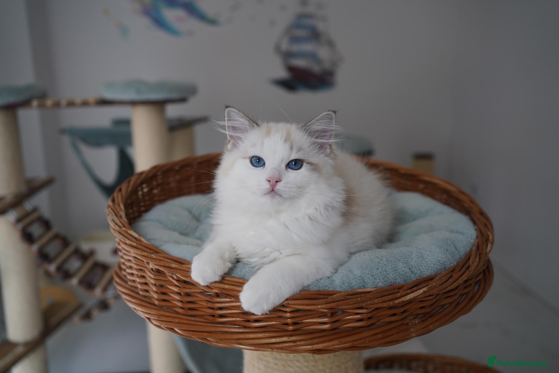 Ragdoll cats TICA registered seal lynx bicolor boy  - Advert 1