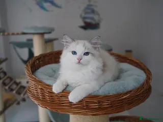 Ragdoll cats TICA registered seal lynx bicolor boy - Advert 1