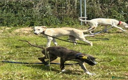 Mixed Breed dogs for adoption: Myrtle - Norwich Norfolk  - Image 14