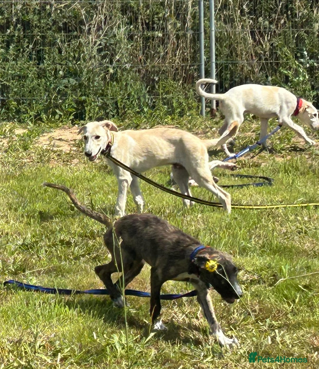 Mixed Breed dogs for adoption: Myrtle - Norwich Norfolk  - Image 14