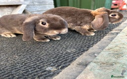 Mini Lop rabbits for sale: Choc otter mini plush lops - Image 3