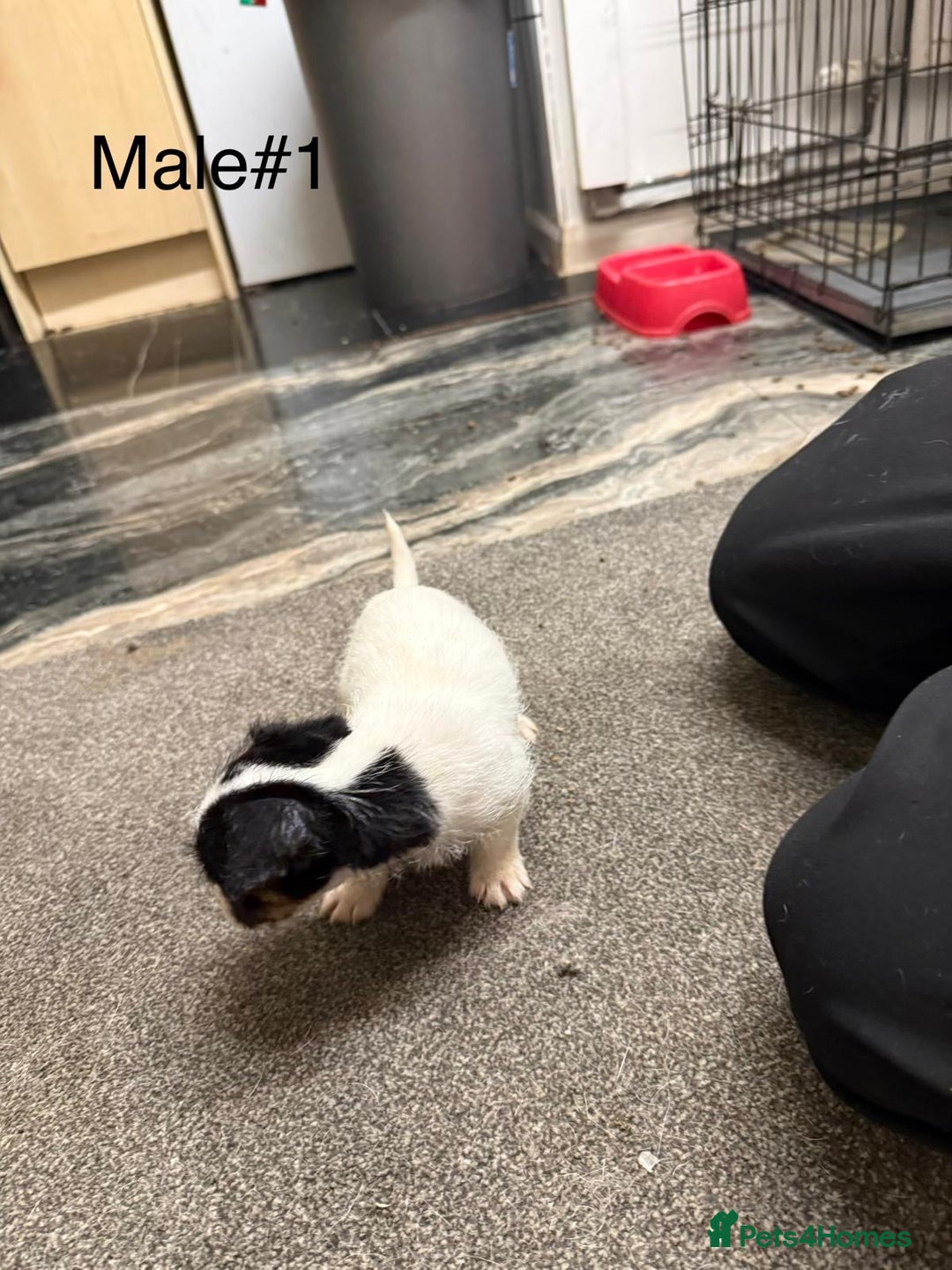 Jack Russell dogs for sale: Puppies  - Advert 9