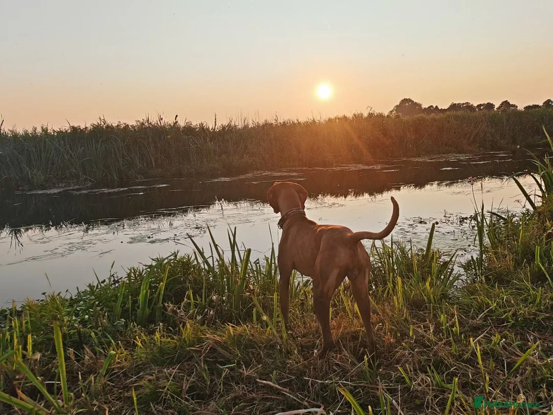 Hungarian Vizsla dogs for sale: Beautiful pedigree Hungarian vizsla litter of 9  - Advert 1