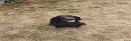 Cocker Spaniel dogs for sale: KC Working cocker spaniel puppies  in Woodbridge - Advert 2