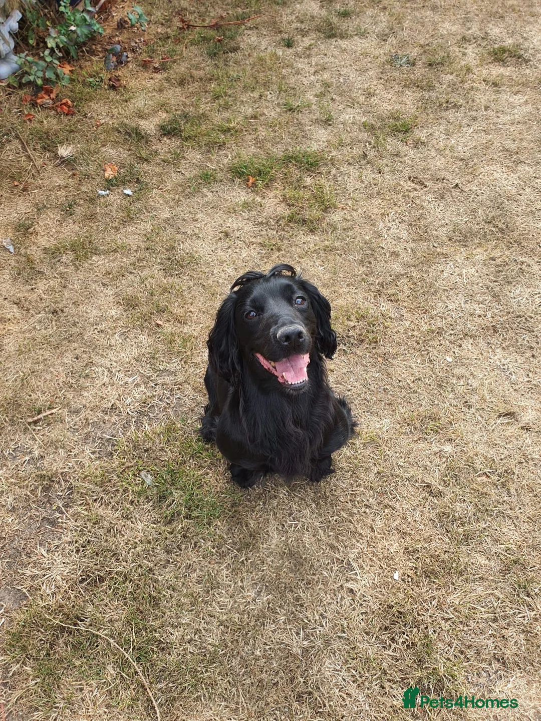 Cocker Spaniel dogs for sale: KC Working cocker spaniel puppies  in Woodbridge - Advert 2
