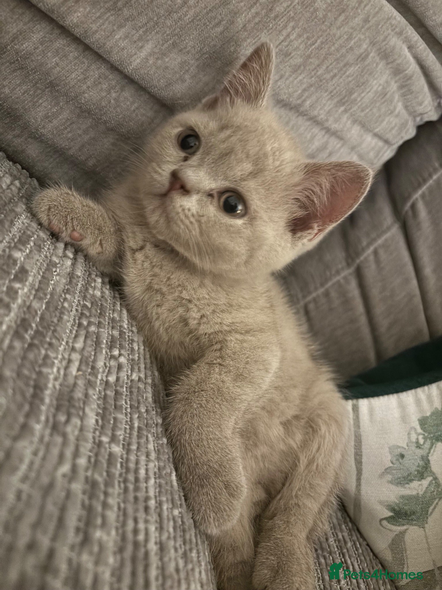 British Shorthair cats Pure British shorthair  - Advert 1