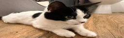 Mixed Breed cats for sale: FREE TO LOVING HOME STUNNING CAT - Advert 4