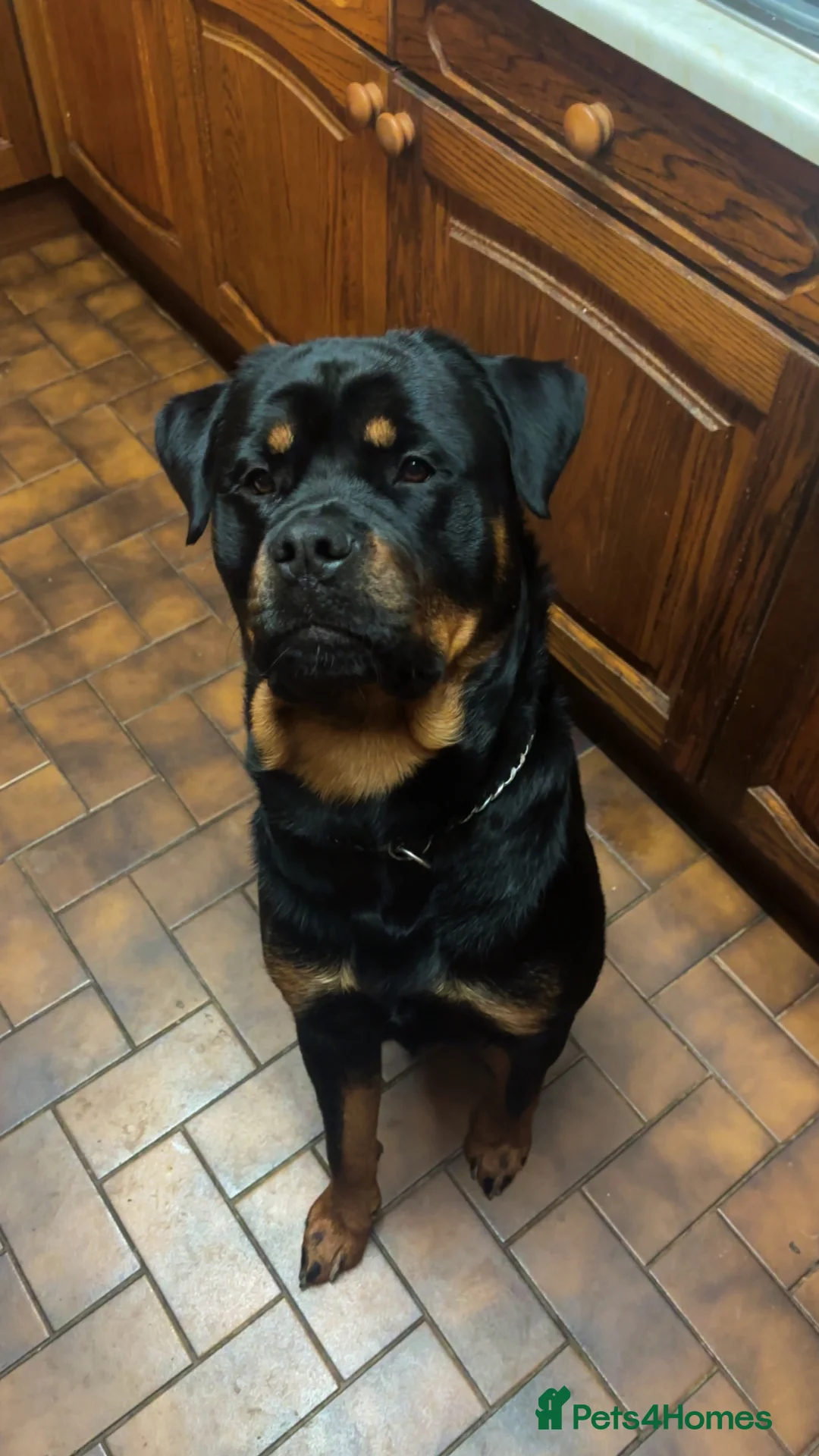 Rottweiler dogs for sale: Rottweiler Jake. in Leeds - Advert 1