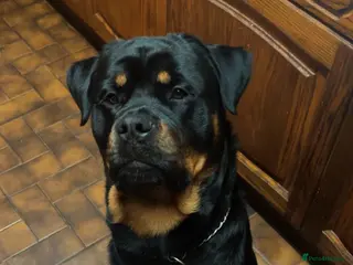 Rottweiler dogs Rottweiler Jake. in Leeds - Advert 2