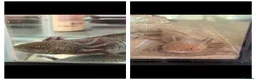 Axolotl reptiles for sale: Axolotl  - Advert 1