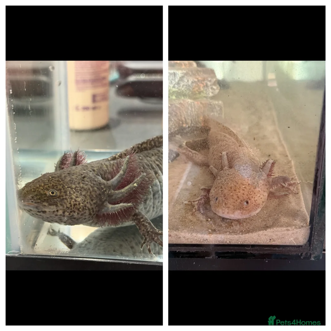Axolotl reptiles for sale: Axolotl  - Advert 1