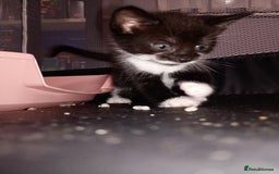 Mixed Breed cats for sale: 🐾Last Kitten – Black & White Boy Ready Now🐾 - Image 7