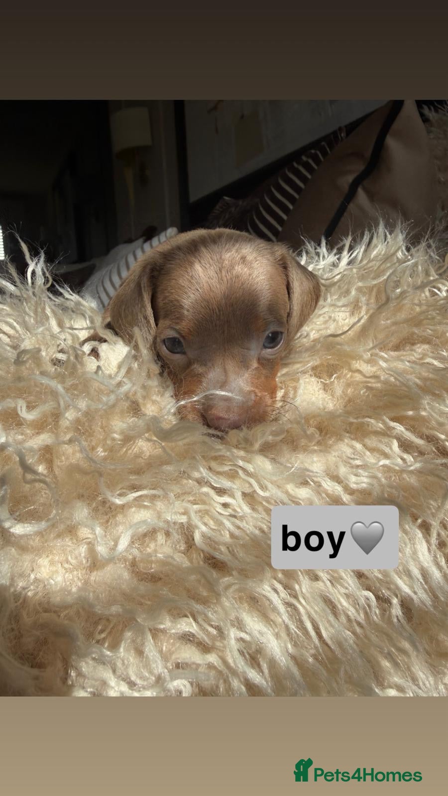 Dachshund dogs Kc registered miniature dachshund puppies - Advert 2