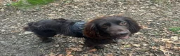 Sprocker dogs for sale: Adorable quality sprocker  puppies  - Advert 10