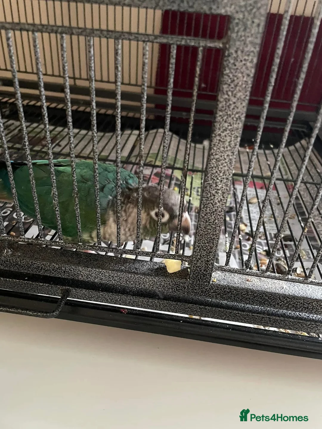 Conures birds for sale: Conure - was told male  in Bournemouth - Advert 2