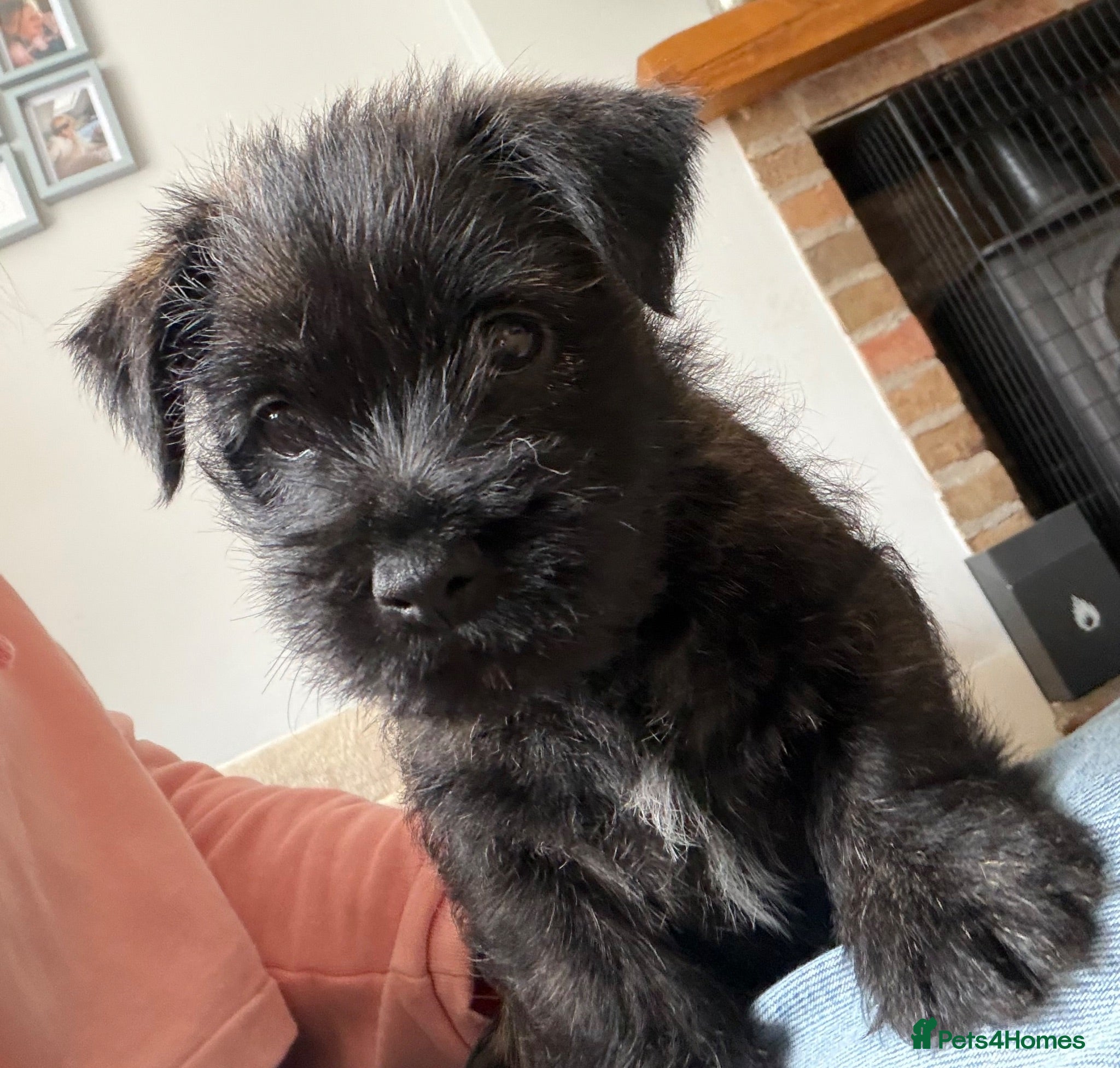 Cairn Terrier dogs Cairn Terrier Puppies - Advert 1