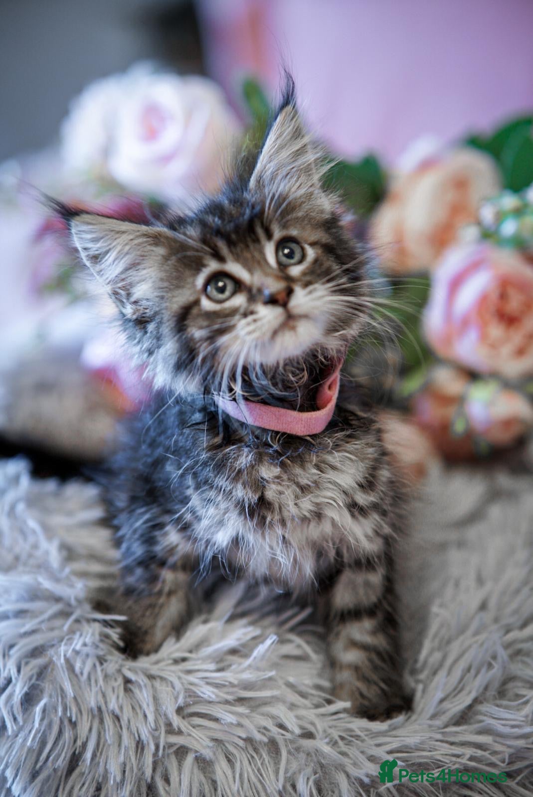 Maine Coon cats Gorgeous full breed Mainecoon kittens ready July  - Advert 4