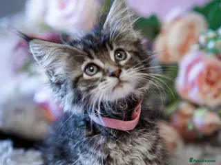 Maine Coon cats Gorgeous full breed Mainecoon kittens ready July - Advert 4