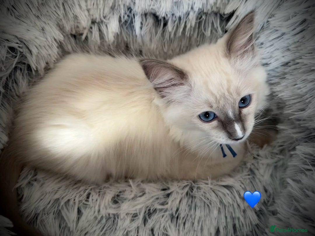Ragdoll cats for sale: 4 Gorgeous Pure-Bred Ragdolls - Image 6