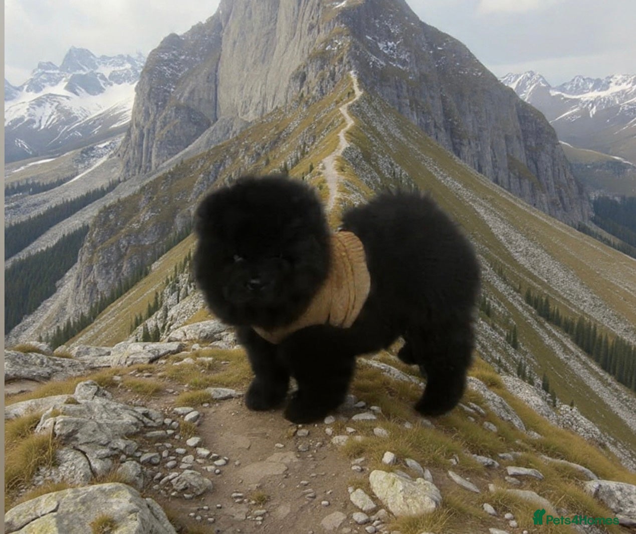 Chow Chow dogs Chow chow - Advert 2