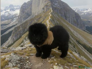 Chow Chow dogs Chow chow - Advert 11