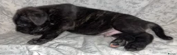 Presa Canario dogs for sale: Presa Canieo Puppies  in Nottingham - Advert 7