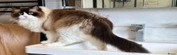 Ragdoll cats for sale: “Adult Ragdoll cat for sale — cute, gentle, - Advert 1
