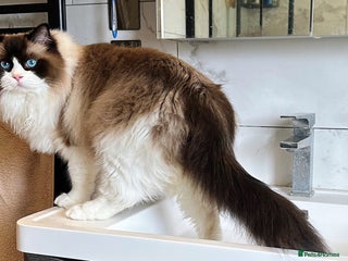 Ragdoll cats “Adult Ragdoll cat for sale — cute, gentle, - Advert 1