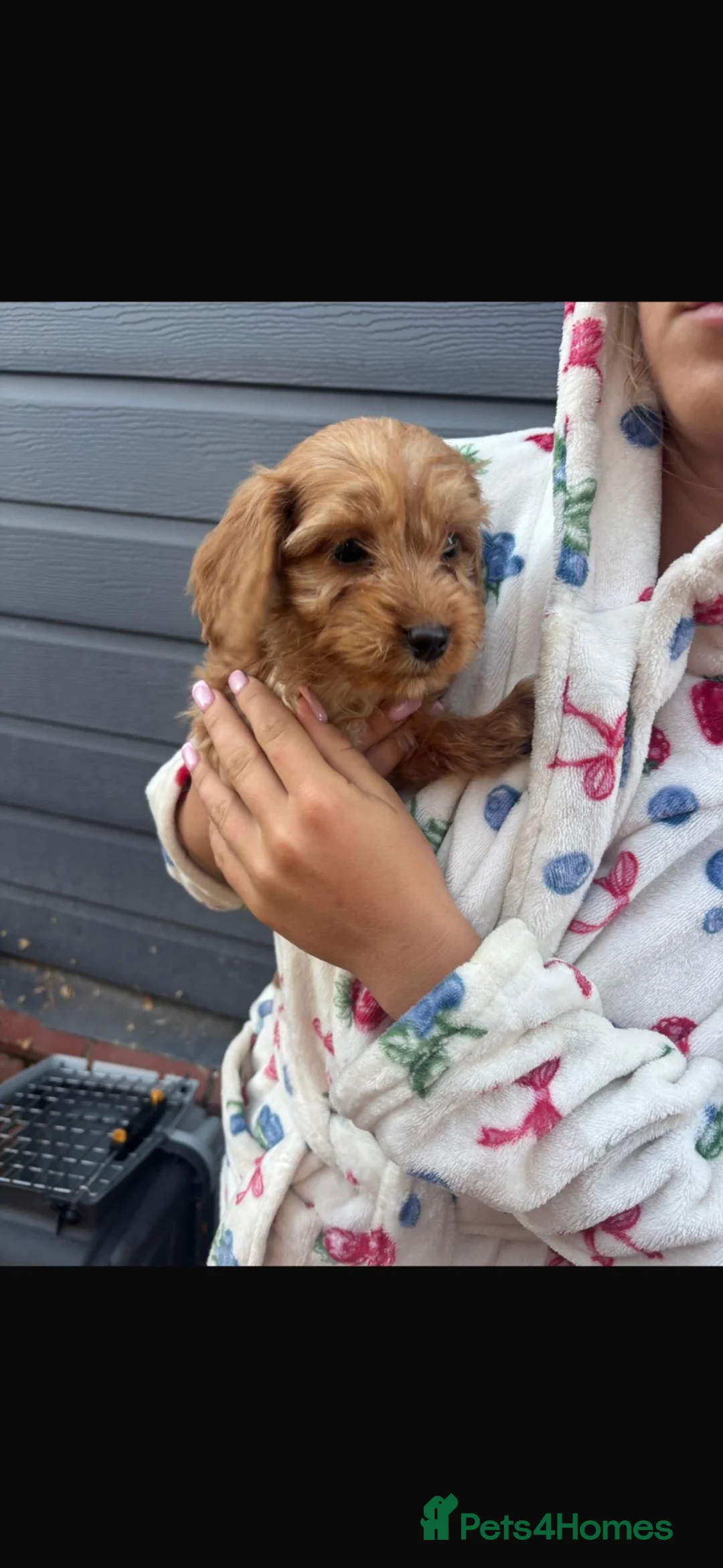 Cockapoo dogs for sale: Beautiful cockerpoo puppies  in Chelmsford - Advert 2