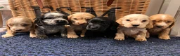 Cocker Spaniel dogs for sale: Stunning Show type cocker spaniel puppies  - Advert 3
