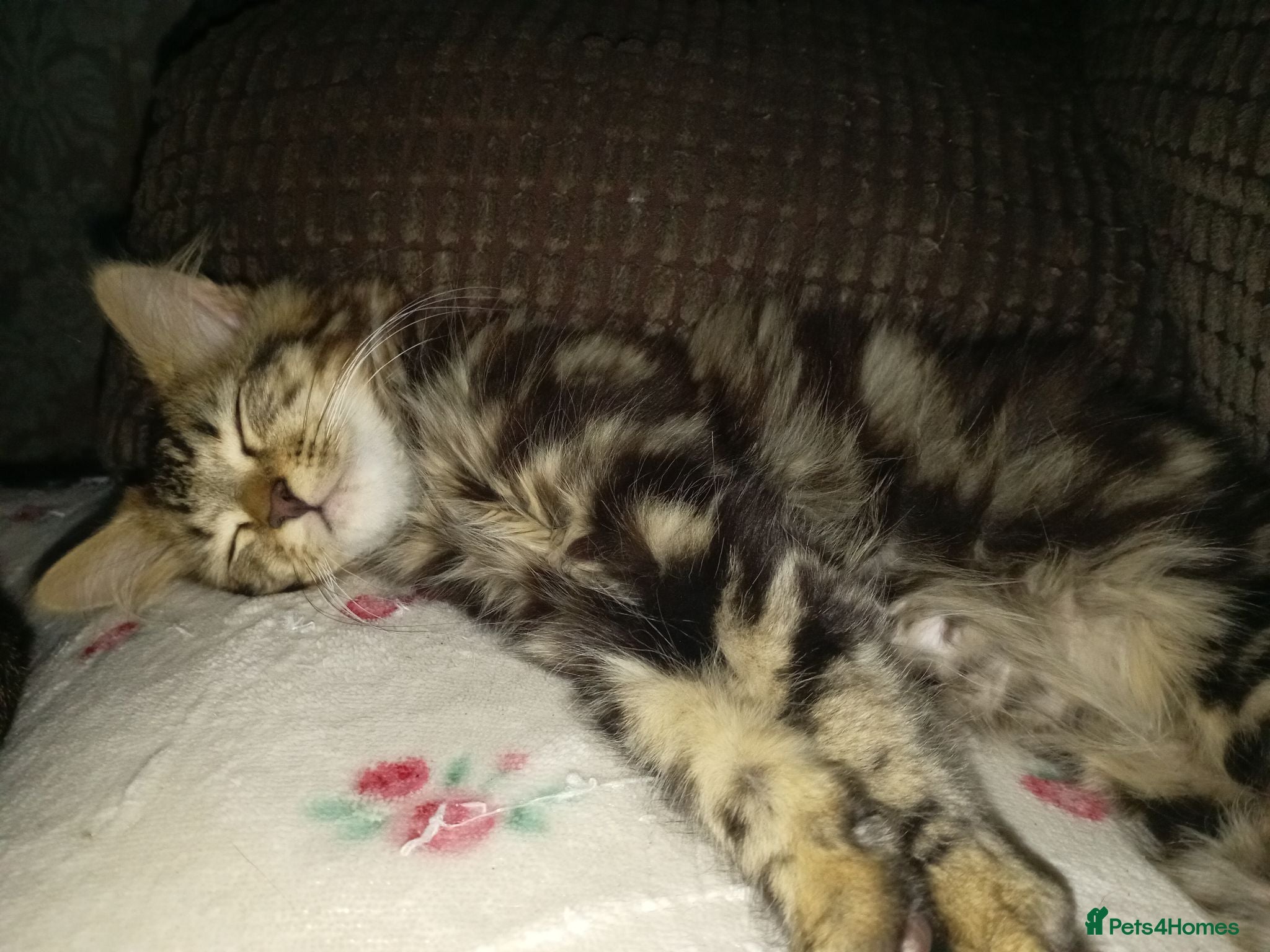 Mixed Breed cats Super fluffy baby boy - Advert 14