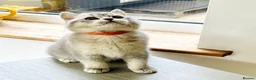 British Shorthair cats for sale: A Girl Available- GCCF/TICA British Shorthair  - Advert 8