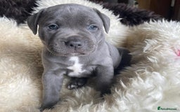 Staffordshire Bull Terrier dogs for sale: Perfect Pure Staffordshire Bull Terrier Puppies - Image 6